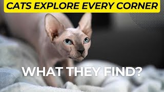 Cutest Sphynx Cats Explore Every Corner & Indulge in Crochet Delights! by Royal Animals 👑 466 views 8 months ago 1 minute, 26 seconds