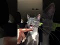 #funny #cat #pets #animals #dog #cute #cats #memes #dogs #funnyanimals