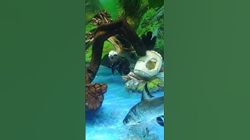 Cá tai tượng Châu Phi ( Oscar fish shortbody )