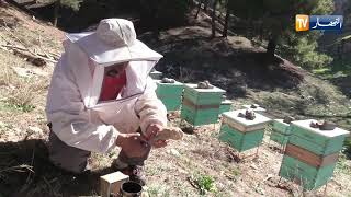 سطيف: مواطنو يفضلون إقتناء مادة العسل من المربين والتعاونيات خوفا من الغش