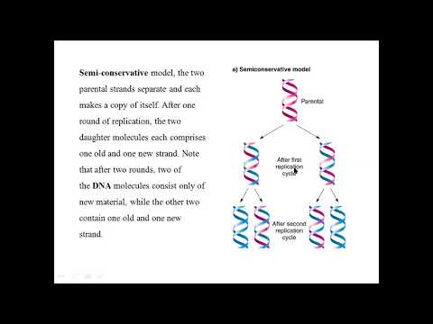 Lecture11_DNA Replication in Eukaryotes (Part1)_MMB201_2019 Batch