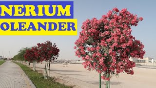 Nerium Oleander  in Qatar