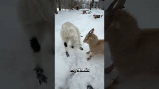 The Most Dramatic Goat in the World 🐐