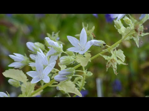 Video: Wie wachsen englische Glockenblumen?