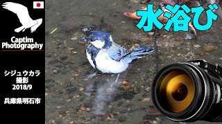 シジュウカラ 水浴び 飛来 兵庫県 明石市 2018/09 野鳥 撮影 | Captim Photography