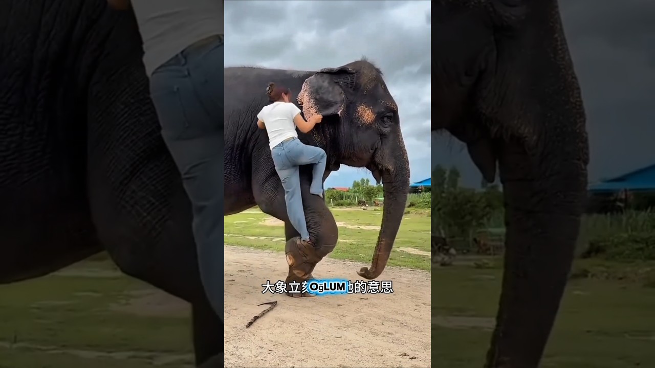 Filin İnanılmaz Yeteneği Herkesi Şaşırttı! 🐘😱❤️#shorts