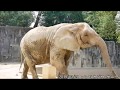 アジアゾウ コサラ アヌラ サクラ アフリカゾウ ケニー elephant 東山動植物園 20190328