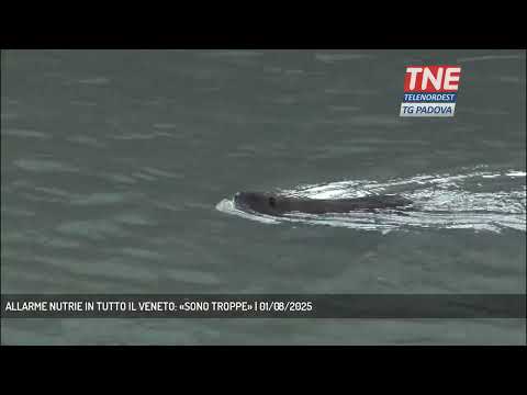 ALLARME NUTRIE IN TUTTO IL VENETO: «SONO TROPPE» | 01/08/2025