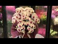 造花 お祝い 奈良県 胡蝶蘭 三郷町 結婚記念日 母の日 ラッピング胡蝶蘭 敬老の日