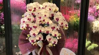造花 お祝い 奈良県 胡蝶蘭 三郷町 結婚記念日 母の日 ラッピング胡蝶蘭 敬老の日