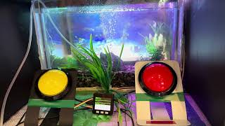 自律進化型デジタルアクアリウム「HoloSequence Aquatica」