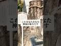 【㊗️6万再生】これを見たあなた、神様が味方です#神社 #心に響く言葉 #shorts #御神木 #パワースポット
