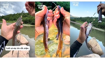 Lái Xe 300km Săn “Nhân Sâm Dưới Nước” – Loài Cá Hiếm Cực Đẹp! 🐟🔥