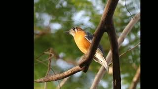 masteran anis hutan gacor dipohon