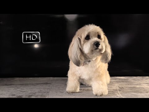 Video: Köpek Yavrusu Aşamaları: 16 Hafta Yavru Yavru Davranışı ve Gelişimi