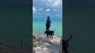 Near Lake Garda With Staffies