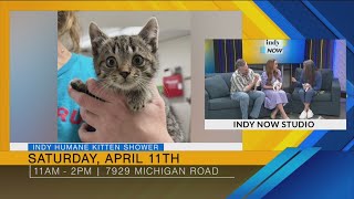 Indy Humane Hosts the Purr-fect Party with First Ever Kitten Shower - 3/20/26