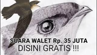 Download Suara Walet Paling MAHAL, Suara Panggil Harga 35 Juta