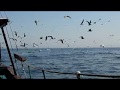 Aves marinas a bordo del Chasula (Galicia)