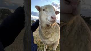 Meet The Cuddliest Sheep Ever - The Doctor!