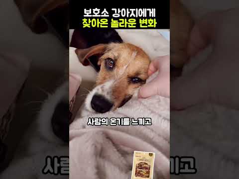 보호소 강아지에게 찾아온 놀라운 변화 #강아지 #반려견 #감동 #보호소강아지 thumbnail