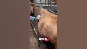 Thumbnail of jangan biarkan kulit dan bulu hewan ternak kalian kotor buruan beli sisir ini tod #peternaksejahtera