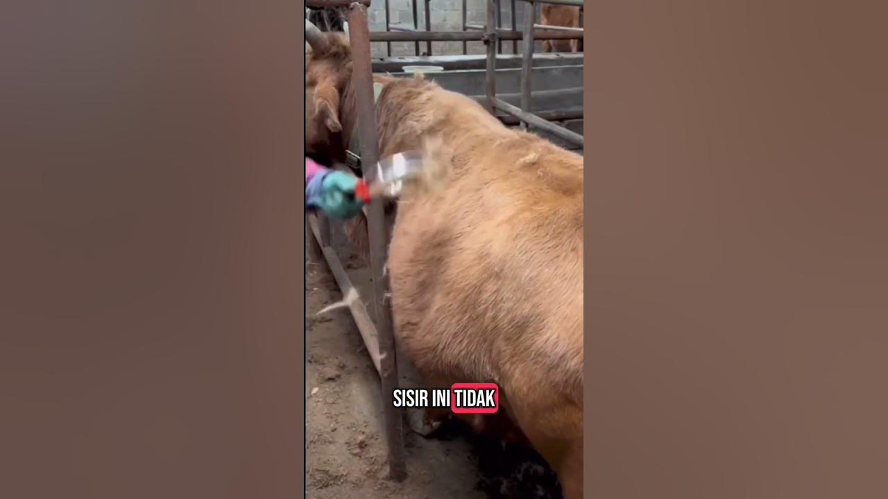 jangan biarkan kulit dan bulu hewan ternak kalian kotor buruan beli sisir ini tod #peternaksejahtera