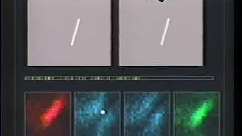 Binocular Receptive Field Mapping of a V1 Complex Cell (1990)