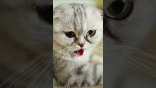 Nafas Normal Seekor Kucing#shorts