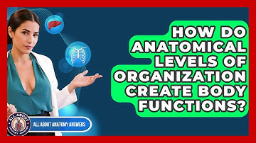 How Do Anatomical Levels Of Organization Create Body Functions? - All About Anatomy Answers