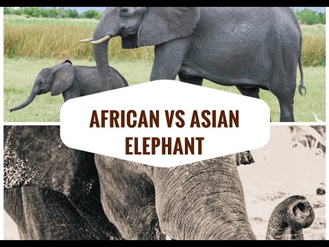 African vs Asian Elephant: 5 Easy Ways to Tell the Difference