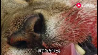 老虎VS狮子,谁会赢呢？看完才知道谁是百兽之王！【趣味科普】