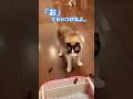 トイレ行ってくると言った猫が見た物は? #shorts #cat #スノーシュー猫