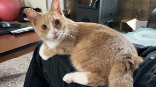 Medi Cat is the best lap cat in the world by Medi Cat 567 views 1 year ago 2 minutes, 10 seconds