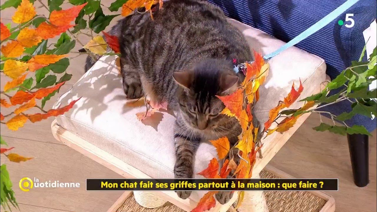 Couper Les Griffes D Un Chat Techniques D Expert Botaneo