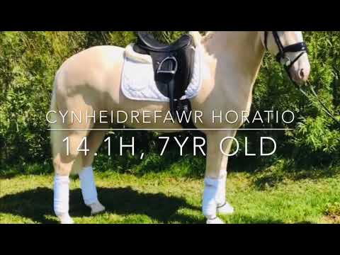 Video: Dansk Sport Pony Horse Breed Hypoallergenic, Health And Life Span