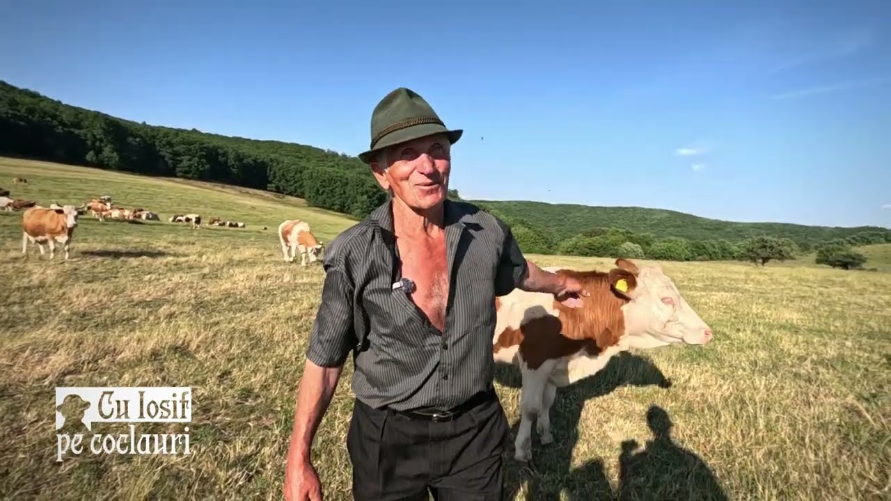 📍 La 72 de ani, „tetea” Ion are grijă de peste 100 de vaci pe imașul comunal din LUIERIU, jud. MUREȘ