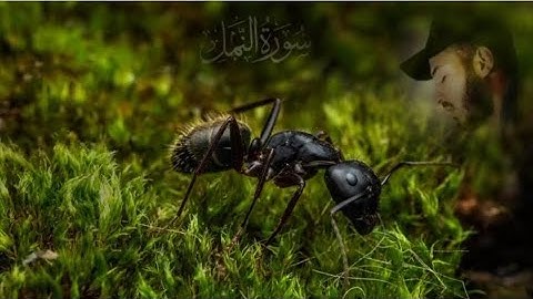 سورة النمل🐜القارئ بلال دربالي♥️|راحة نفسية 😴