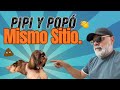 PIPÍ y POPO en un MISMO SITIO  Enseña a Tu PERRO de manera SENCILLA | La Casita de los Shih Tzu