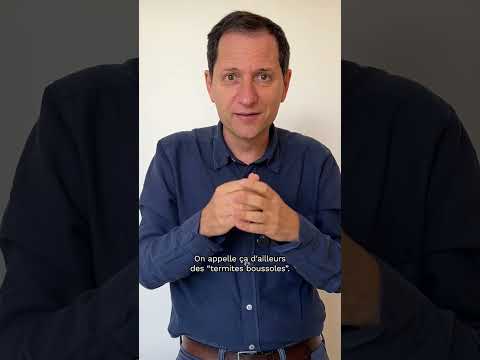 The Mystery of Termites (Video #387)