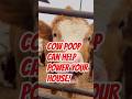 Did You Know? Cow Poop Can Help Power Your House! #shorts #GreenEnergy