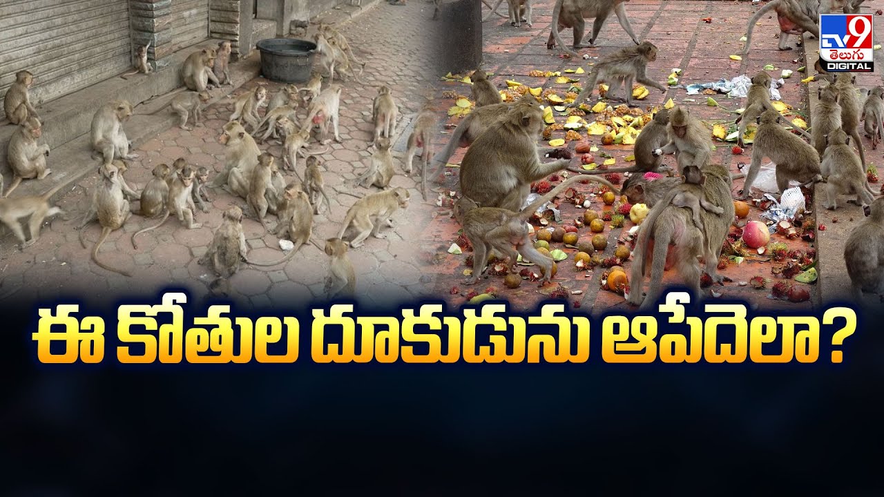 ఈ కోతుల దూకుడును ఆపేదెలా? | Warangal - TV9