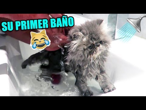 mi-gatito-reacciona-a-su-primer-baÑo!!!-*tienes-que-verlo*