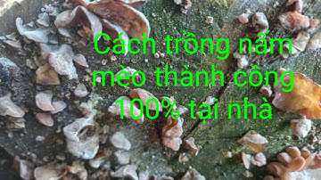 Cách trồng nấm mèo - nấm mèo - cách trồng nấm mèo thành công 100% tại nhà -mushrooms