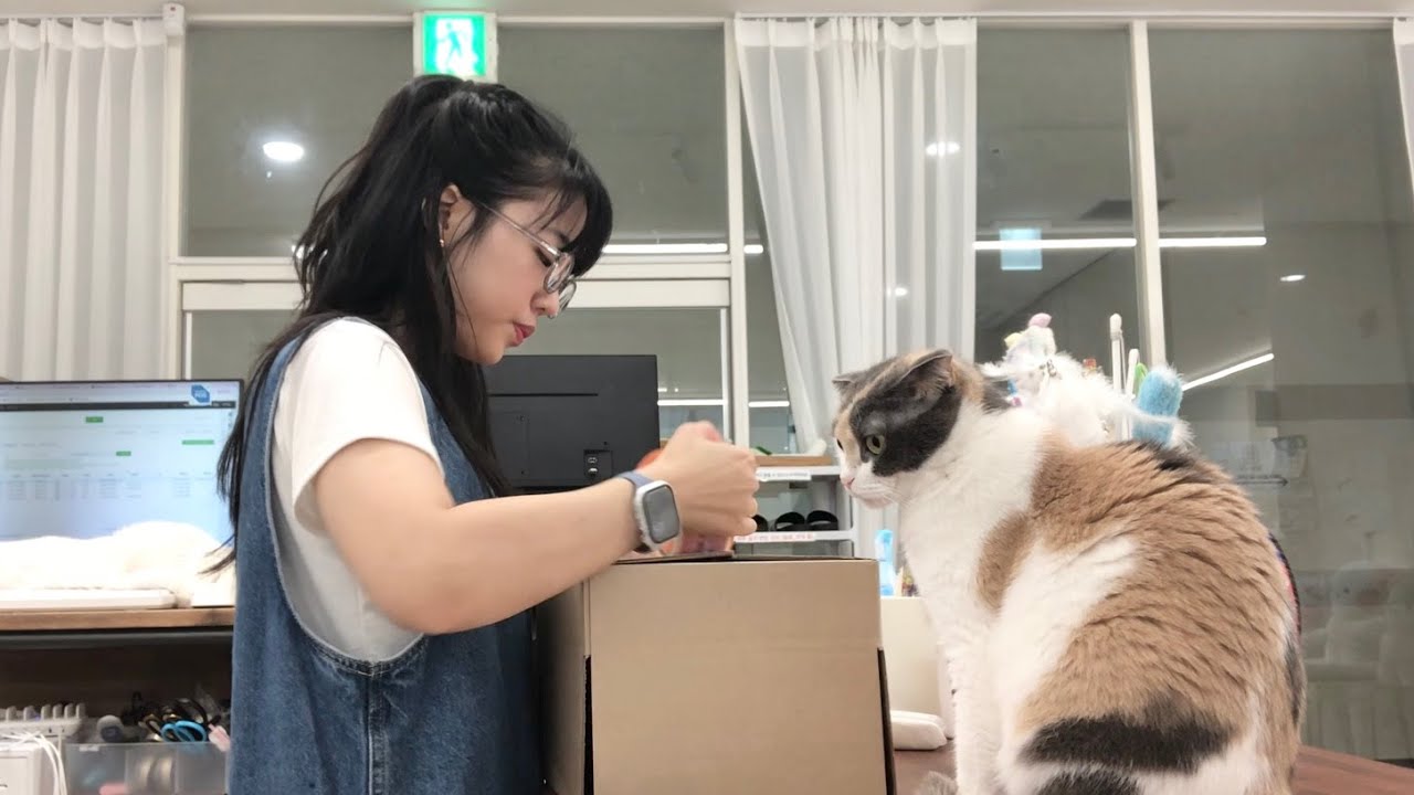 [알바 V-log] 고양이카페 알바 브이로그 / Cat Cafe