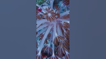 This coral has a heartbeat! The pulsing Xenia, a mesmerizing mystery of the ocean #xeniacoral #diver