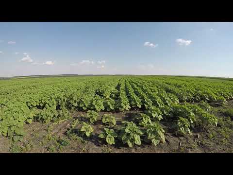 Общий вид полей