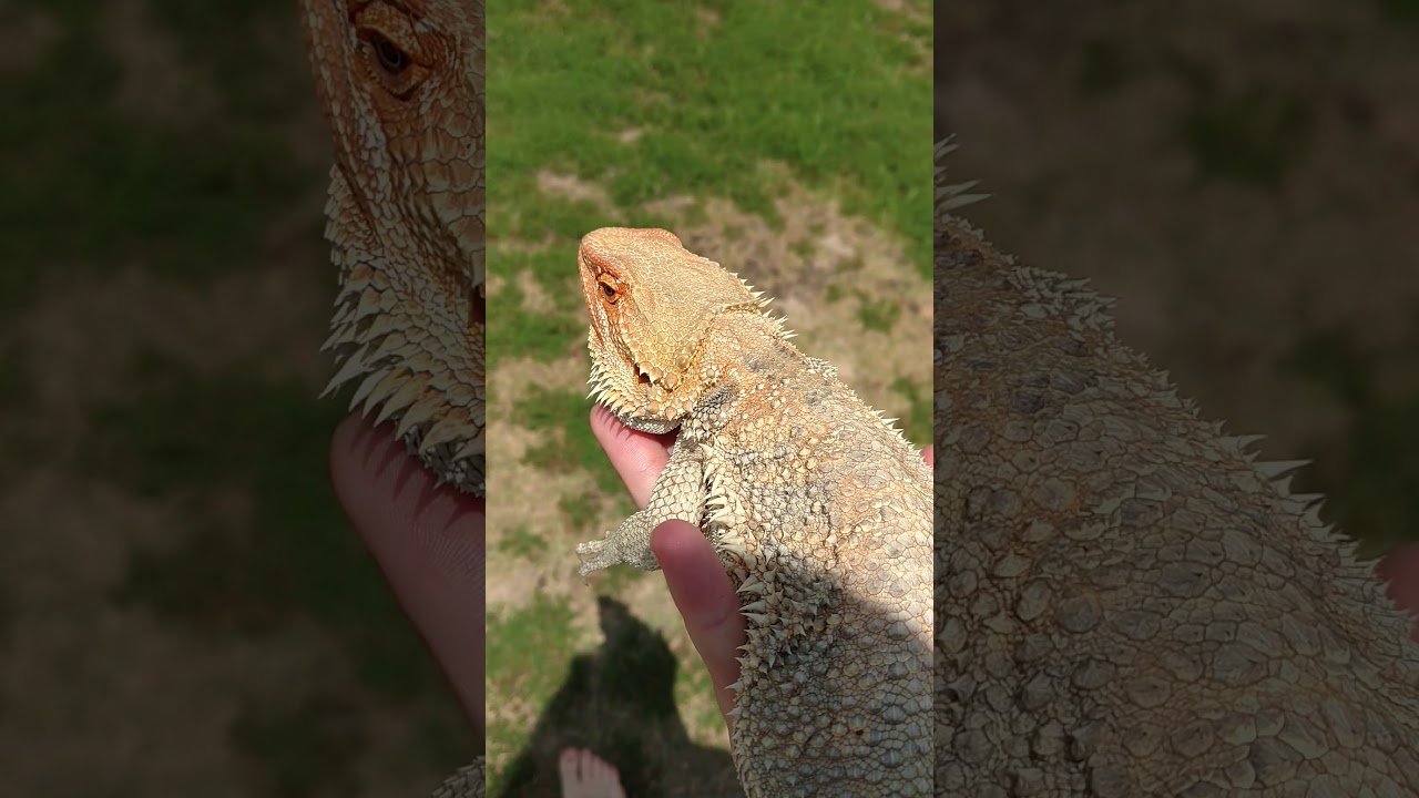 Bearded dragons love to explore! WATCH THEM CLOSELY! YouTube