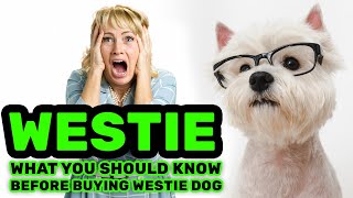Buying a Westie  PROS and CONS of the Westie breed