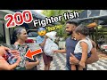 💥Bought “200” Fighter fishes |  കടയിലെ മുഴുവൻ മീനുകളെയും മേടിച്ചു | Fishing Freaks